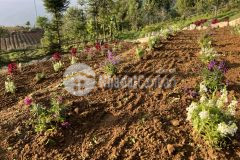 Đất nền y tý sapa 2,điểm đến săn mây,săn tuyết lý tưởng