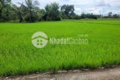 Đất lúa 824m2 lối đi công cộng