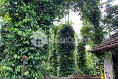 Đất sào bên hông sân bay buôn ma thuột