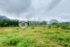 Bán gấp siêu phẩm thung mường có dt 8000m2 có 400m2 thổ cư nằm giữa 3 dự án lớn