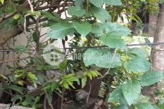 Chủ bán 75 đất mai lâm, đông anh, ôtô, kinh doanh, giá nhỉnh 4 tỷ, 0375555372