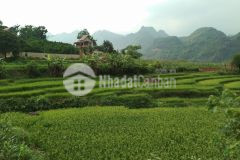 Bán gấp lô đất dt 2780m2 full thổ cư ở hữu view cánh đồng triệu đô giá chỉ 1,xtrm2