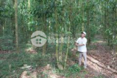 Thị trấn lương sơn, đất vườn sổ sẵn khả năng lên thổ cao 2 mặt tiền, cách ql1a chỉ 450m sổ sẵn