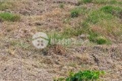 Đất có 2 lô liền kề 600trlô tl gò công tây tg