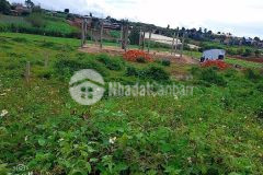 Bán 169m2. 5x34. thổ cư 72m. đất tu tra đơn dương lâm đồng. sổ riêng.lh 0978053738