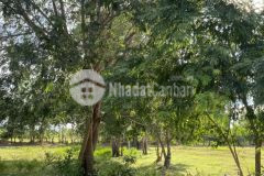 Đất vườn ven biển bình thuận, giá chỉ từ 140.000đm2, sổ sẵn công chứng ngay