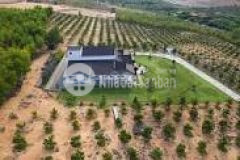 Bán đất vườn ngay khu thanh long, gần quốc lộ 1a,shr, công chứng ngay