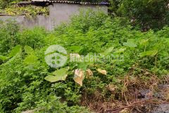 Chủ bán đất mai lâm, đông anh, gần ô tô, nhỉnh 3 tỷ, 037.5555.372