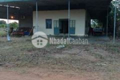 Bán nông trại thanh long hàm thuận bắc