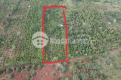 Đất buôn hồ mt 33m có nhà vườn sầu sát ql29