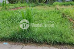 Đất thạnh phú, đất thị trấn thạnh phú, bến tre ngay nhà máy nước huyện thạnh phú chính chủ bán