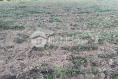 Bán đất trồng cây lâu năm hàm thuận bắc, sỗ sẵn,xe ô tô vào tận đất