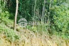 Đất rẻ như cho, khách hàng gửi bán lô đất rừng sản xuất tại xã đú sáng, huyện kim bôi, tỉnh hoà bình