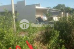 Đất chinh chủ phú tân có hoa hồng