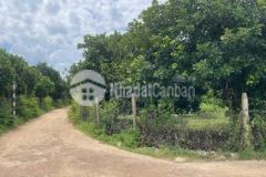 Đất vườn trái cây măng cụt chôm chôm 2 mặt tiền