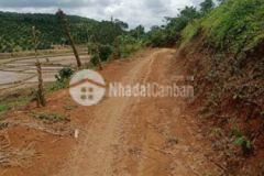 Bán 2ha vườn caphe xen cây ăn trái chỉ 230trsào