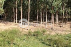 Cần bán 1 hecta đất vườn tràm tuy phong