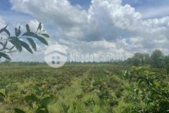 Bán 707m2 giá 450triệu bình tân vĩnh long