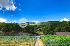 Bán 8800m2 khu biệt thự đồi an sơn phường 4 đà lạt