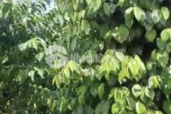 Rẫy chính chủ cà phê và 600 trụ tiêu