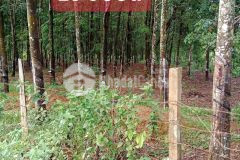 Chính chủ bán 2 lô đất xã thanh hòa bù đốp bình phước