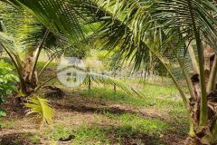 Bán vườn cây ăn trái vừa vào thu hoạch xã eamnang, h. cưmgar dt 5000m2