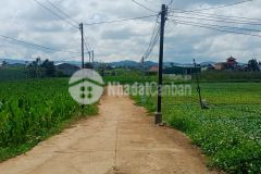 Đất sào giá siêu rẻ xã phú hội h. đức trọng t. lâm đồng.