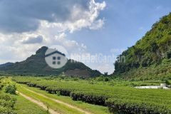 Chủ cần tiền bán gấp vài ha trồng keo vân đồn quảng ninh