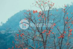 Cc cần bán đất làm nhà vườn tại mộc châu view đồi chè