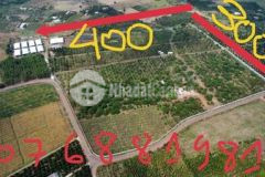 Sang nhượng 12 héc bảo quang long khánh siêu vip