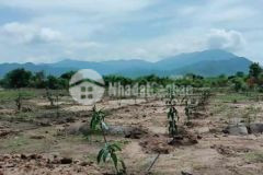 Hơn 1 xào đất đang trồng xoài mà giá chỉ 350tr