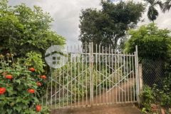 Ia grai gia lai 1ha trồng fullcaphe 3 mt lớn 100m