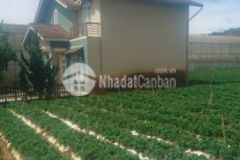 Bán vườn dâu và biệt thự 1538m2 sổ riêng thổ cư