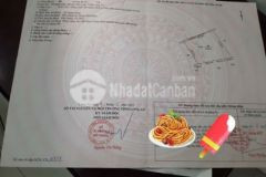 Đất vườn đang trồng mai con du lịch đến nơi