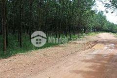 Bán đất gần trung tâm hành chính huyện cư jut