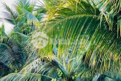 4 công 4 đất cây lâu năm tam an long thành