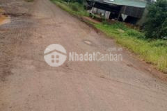 Tx buôn hồ 100tr sào full cafe đang thu ao cá