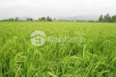 Đất nền xe hơi xã thạnh trị gò công tây tg