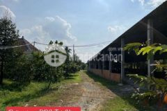 Bán gấp đất vườn cây ăn trái rộng tại vĩnh long