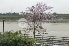 Bán nhà vườn hồ cá wiew sông quận long biên 1500m 28 tỷ oto hiếm