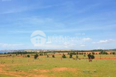 Sổ hồng thái sát đường liên xã 11323m2 giá 1,92 tỷ sổ sẵn bao công chứng xe hơi chạy tận đất