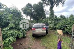 Gần 1 ha vườn đẹp phủ full hồng ngay khu dân cư n