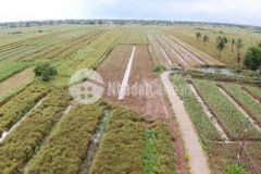 Đất vườn 3845m2 giá 3ty xã phú thạnh