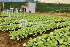 Bán đất nền nghĩ dưỡng triền đồi view săn mây