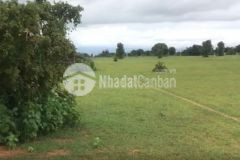 Bán hơn 1.1ha đất vườn hồng thái, 2 mặt tiền, shr, công chứng ngay