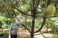 Vườn sầu riêng mít chính chủ giá rẻ cần bán gấp