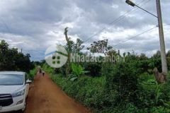 Hàng thơm chính chủ 3 ha cà phê 800trha ở bảo lộc