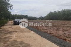 Ngân hàng siết ra gấp đất ngay trường học cấp 3