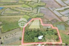 1 ha quang tân tuy đưc đăk nông