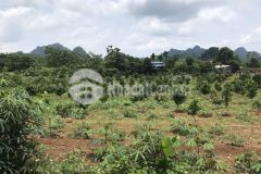 Bán gấp lô đất dt 800m2 có 400m2 thổ cư giá chỉ 9xxtr ở thung mường